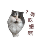 Meow Lulu（日常生活）（個別スタンプ：14）