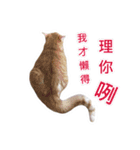 Meow Lulu（日常生活）（個別スタンプ：15）