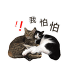 Meow Lulu（日常生活）（個別スタンプ：16）