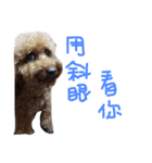coffee the cutest poodle（個別スタンプ：1）
