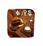 coffee the cutest poodle（個別スタンプ：2）