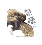 coffee the cutest poodle（個別スタンプ：3）