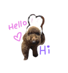 coffee the cutest poodle（個別スタンプ：4）