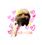 coffee the cutest poodle（個別スタンプ：7）