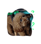coffee the cutest poodle（個別スタンプ：8）