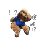 coffee the cutest poodle（個別スタンプ：9）