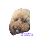 coffee the cutest poodle（個別スタンプ：11）
