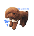 coffee the cutest poodle（個別スタンプ：12）
