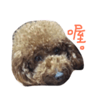 coffee the cutest poodle（個別スタンプ：13）