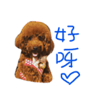 coffee the cutest poodle（個別スタンプ：14）
