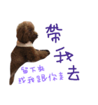 coffee the cutest poodle（個別スタンプ：15）
