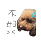 coffee the cutest poodle（個別スタンプ：16）