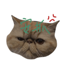 lovely cat-garfield（個別スタンプ：1）