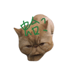 lovely cat-garfield（個別スタンプ：2）