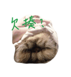 lovely cat-garfield（個別スタンプ：6）