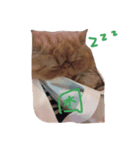 lovely cat-garfield（個別スタンプ：7）