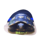 pets in our room（個別スタンプ：2）
