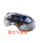pets in our room（個別スタンプ：7）