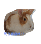 pets in our room（個別スタンプ：8）