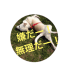marostanp1（個別スタンプ：3）
