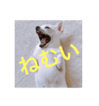 marostanp1（個別スタンプ：7）