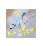 marostanp1（個別スタンプ：9）