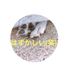 marostanp1（個別スタンプ：11）