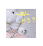 marostanp1（個別スタンプ：12）
