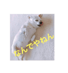 marostanp1（個別スタンプ：14）
