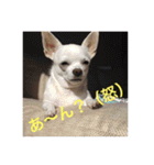 marostanp1（個別スタンプ：17）