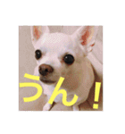 marostanp1（個別スタンプ：18）