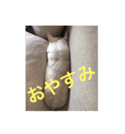 marostanp1（個別スタンプ：19）