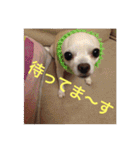 marostanp1（個別スタンプ：22）