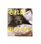 marostanp1（個別スタンプ：25）