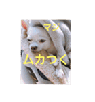 marostanp1（個別スタンプ：26）