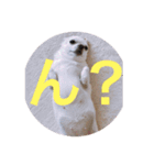 marostanp1（個別スタンプ：31）