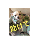 marostanp1（個別スタンプ：32）