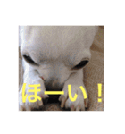 marostanp1（個別スタンプ：39）