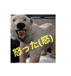 marostanp1（個別スタンプ：40）