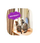 Cookie ＆ Dora（個別スタンプ：3）