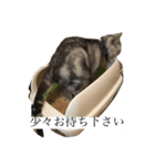 ヒナオ（個別スタンプ：2）