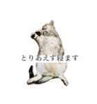 ヒナオ（個別スタンプ：4）