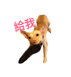 doggiepp（個別スタンプ：1）
