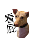 doggiepp（個別スタンプ：2）