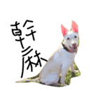 doggiepp（個別スタンプ：4）