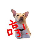 doggiepp（個別スタンプ：5）