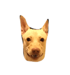 doggiepp（個別スタンプ：6）