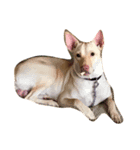 doggiepp（個別スタンプ：7）