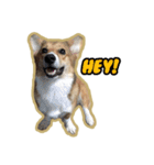 Cookie The Corgi Dog（個別スタンプ：1）