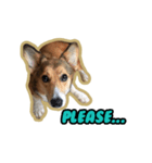 Cookie The Corgi Dog（個別スタンプ：2）